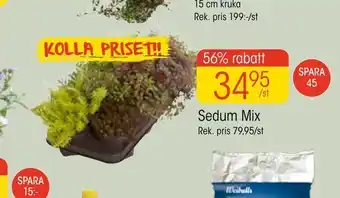 EKO Sedum mix erbjuda