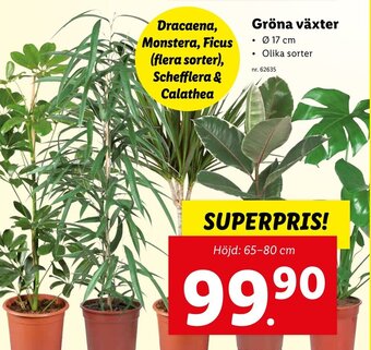 Lidl Gröna växter erbjuda