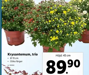 Lidl Krysantemum trio erbjuda