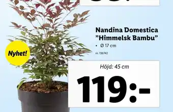 Lidl Nandina Domestica "Himmelsk Bambu" erbjuda