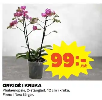 Orkidé i kruka