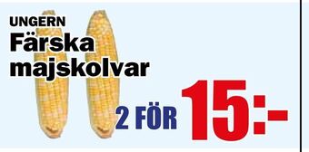 Matdax Färska majskolvar erbjuda