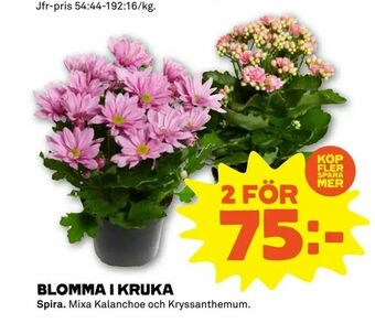 Stora Coop Blomma i kruka erbjuda