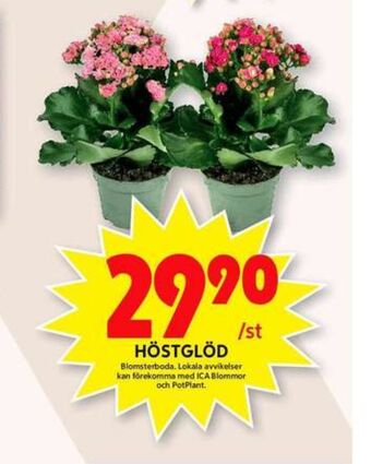 ICA Maxi Blomsterboda plantor erbjuda
