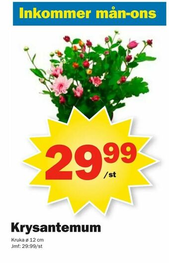 Pekås Krysantemum erbjuda