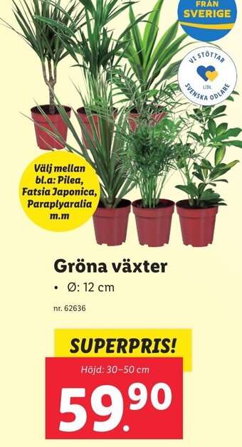 Lidl Gröna växter erbjuda