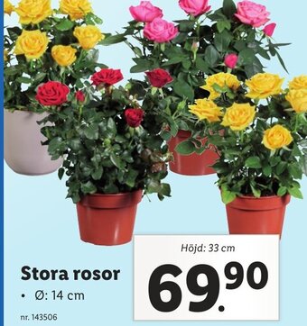 Lidl Stora rosor erbjuda