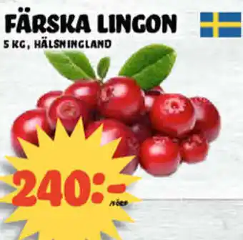 Färska Lingon