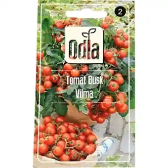 ÖoB Fröer odla tomat busk vilma erbjuda
