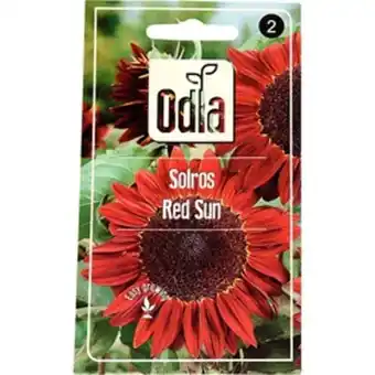 ÖoB Fröer odla solros red sun erbjuda