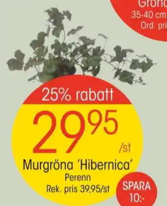 EKO Ob plantor erbjuda
