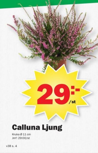 Pekås Coop krukväxt erbjuda