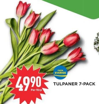 Willys Tulpaner 7-pack erbjuda