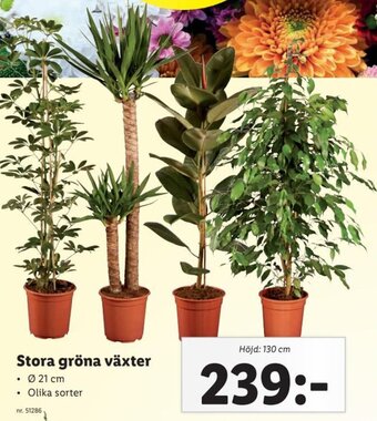 Lidl Stora Gröna Växter erbjuda