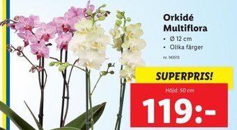 Lidl Orkidé Multiflora erbjuda