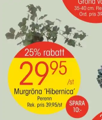 Produkt plantor