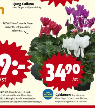 ICA Nära Olw plantor erbjuda
