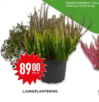 Willys Softlan plantor erbjuda