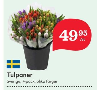 Hemköp Tulpaner erbjuda