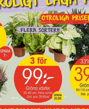 EKO Gröna växter erbjuda