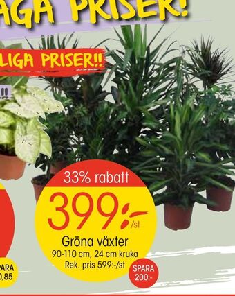 EKO Gröna växter erbjuda
