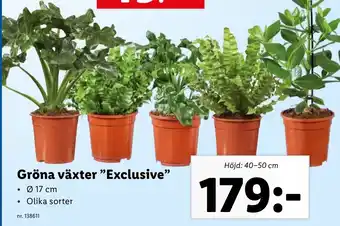 Lidl Gröna Växter "Exclusive" erbjuda