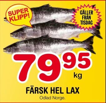 Nya Pulsen Färsk hel lax erbjuda