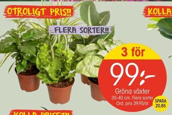 EKO Gröna växter erbjuda