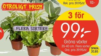 EKO Gröna växter erbjuda