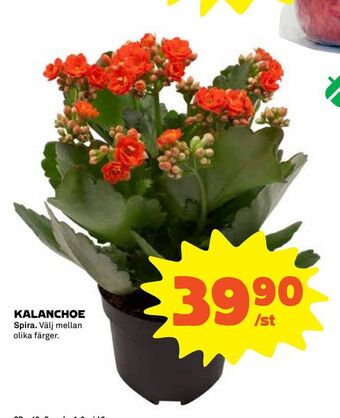 Kalanchoe