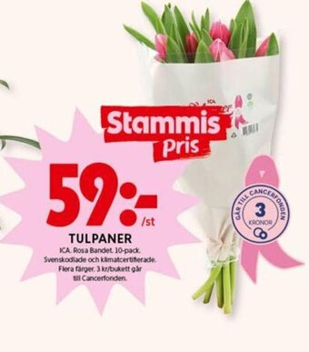 Tulpaner
