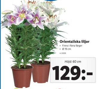 Lidl Orientaliska liljor erbjuda