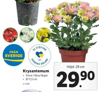 Lidl Krysantemum erbjuda