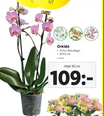 Lidl Orkide 65cm erbjuda