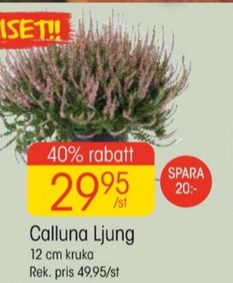 EKO Eko stormarknad plantor erbjuda