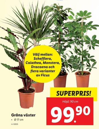 Lidl Gröna Växter erbjuda