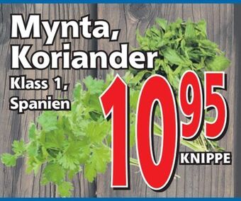 Supergrossen Mynta, koriander erbjuda