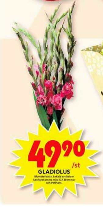 ICA Maxi Blomsterboda Blommor erbjuda