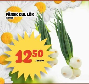 Nelins Färsk gul lök erbjuda