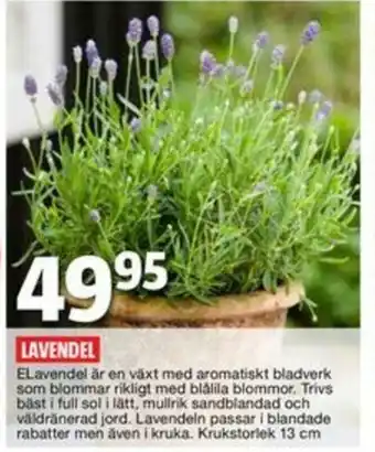 Bauhaus lavendel erbjuda