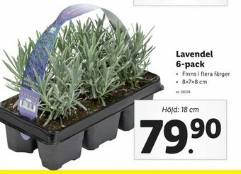 Lidl Lavendel 6-pack erbjuda