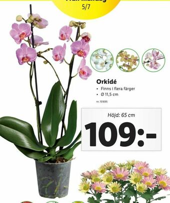 Orkidé