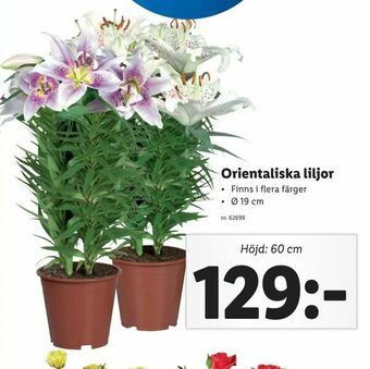 Orientaliska liljor