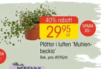 Plättar i luften 'muhlen beckia'