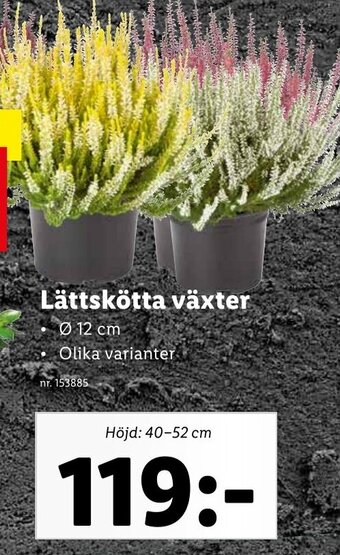 Lidl Lättskötta Växter erbjuda