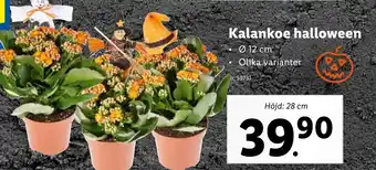 Lidl Kalankoe Halloween erbjuda