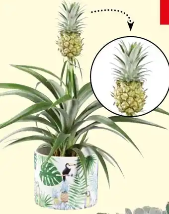 Lidl Dvärg-Ananas I Kruka erbjuda
