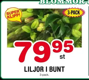 Liljor i bunt
