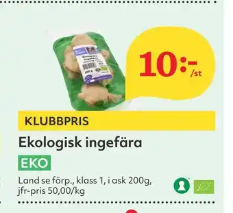 Ekologisk ingefära