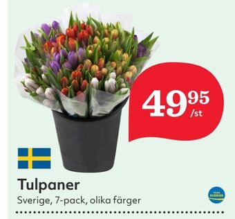 Hemköp Tulpaner erbjuda